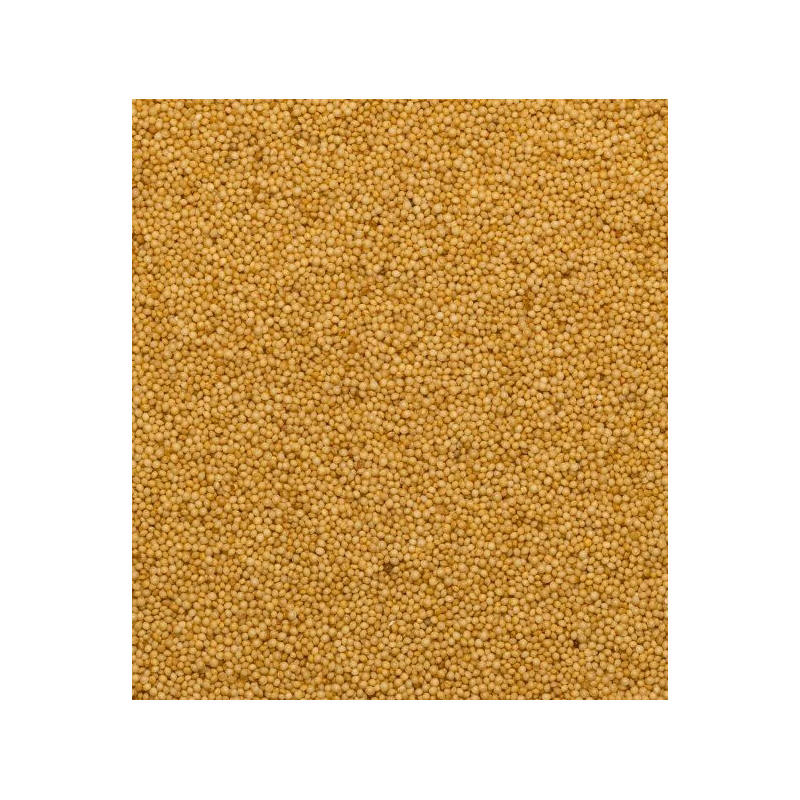 Ekologiškos burnočio (amaranto) sėklos